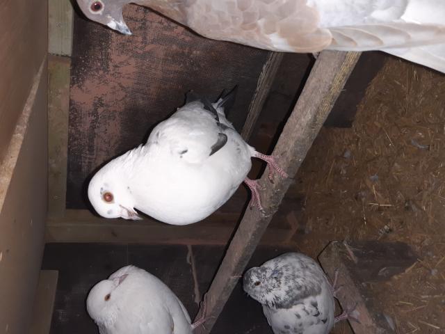 Photo A vendre divers jeunes pigeons image 6/6