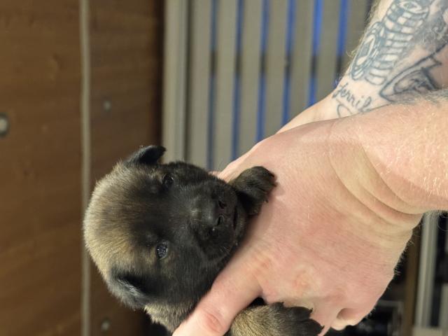 Photo À vendre très beaux chiots berger malinois image 6/6