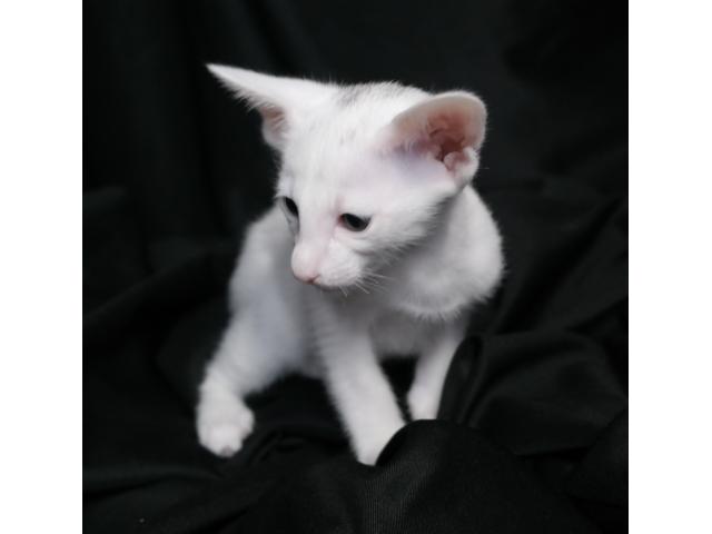 Photo Adorable chaton oriental blanc (Foreign White) image 6/6