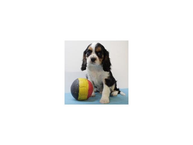 Photo Adorables chiots Cavalier King Charles image 6/6