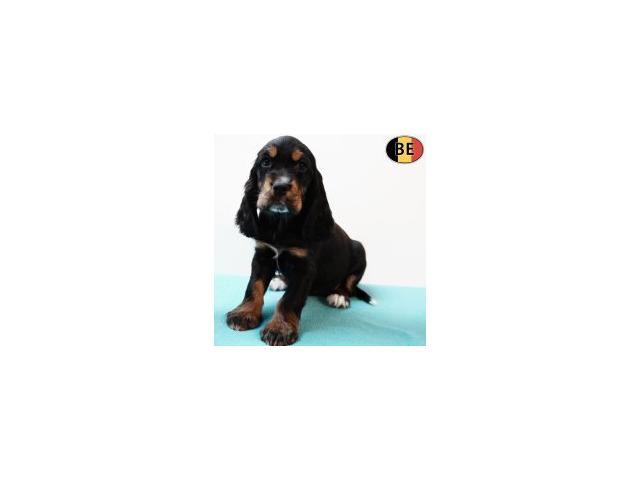 Photo Adorables chiots Cocker Anglais noir&feu, noir image 6/6