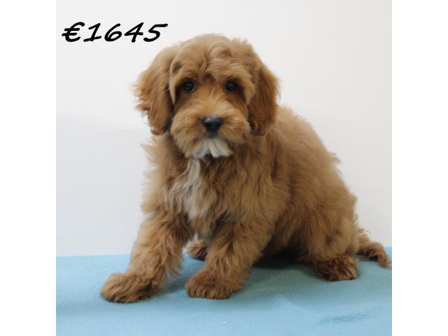 Photo Adorables chiots Maltipoo à vendre image 6/6
