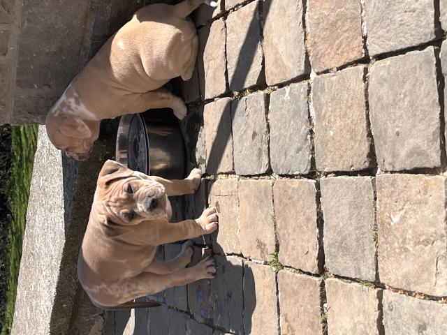 Photo American bully image 6/6