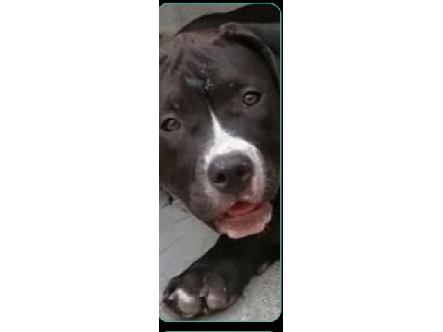 Photo American Bully ABKC Pocket/Petit Standard image 6/6