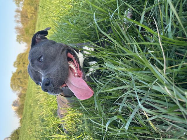 Photo Amstaff mâle disponible pour saillie image 6/6