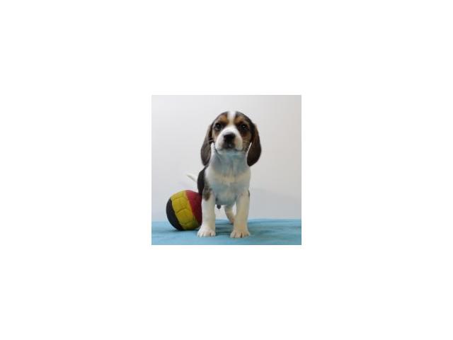 Photo Beagle - chiot tricolor noir & tricolor bleu image 6/6
