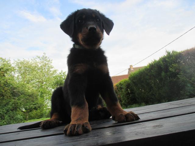 Photo BEAUCERONS GROS GABARITS image 6/6