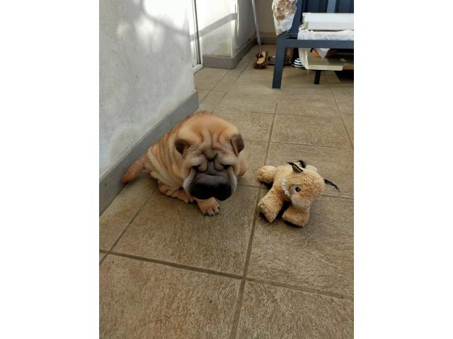 Photo Beaux bébés shar-pei , deux chiots très éveillés - hk01901204 image 6/6