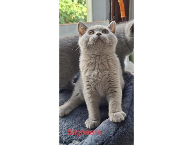 Photo Beaux chatons british Shorthair image 6/6