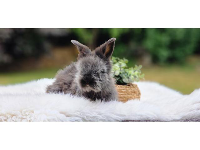 Photo Bebe Lapins anglais angora image 6/6