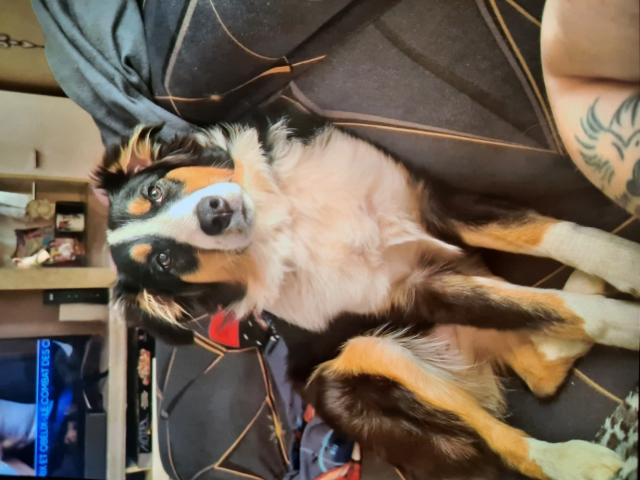 Photo Berger australien image 6/6