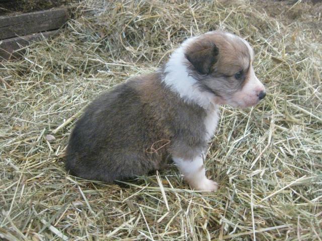 Photo border collie spéciaux ,divers à vendre image 6/6