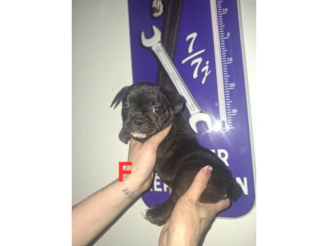 Photo Bouledogue français image 6/6