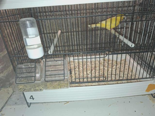 Photo Canaris à céder image 6/6