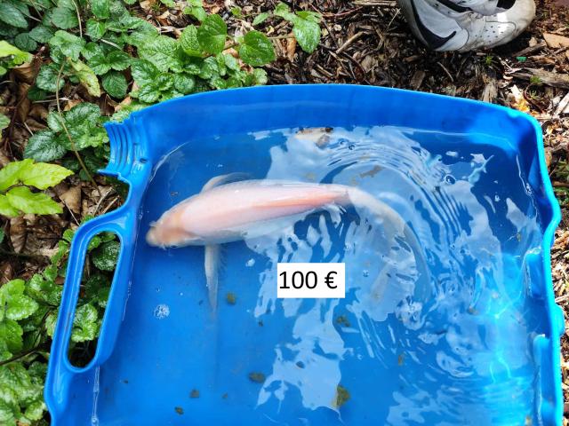Photo carpes kois image 6/6