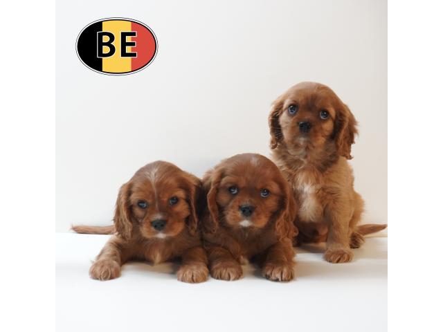 Photo Cavalier King Charles - adorables chiots belges à vendre image 6/6