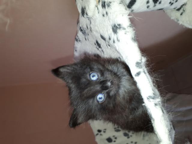 Photo chaton angora turc noir yeux bleus image 6/6