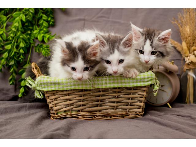 Photo Chatons Maine Coon à vendre (pédigrée) image 6/6