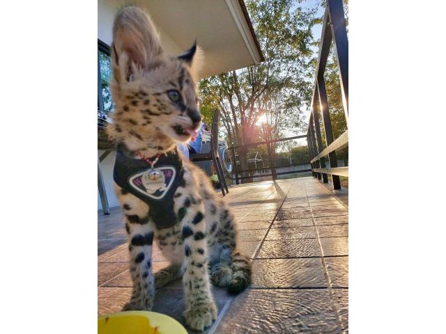 Photo chatons serval et savannah disponible image 6/6