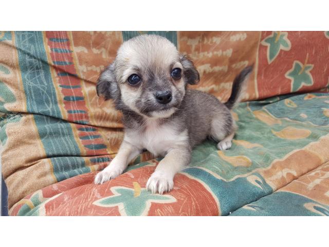 Photo Chihuahua image 6/6