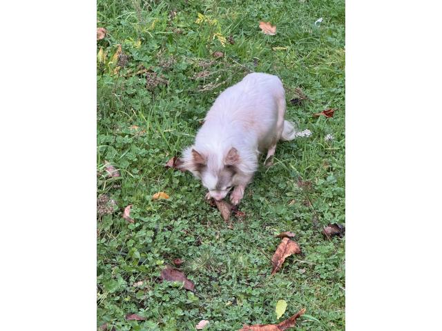 Photo Chihuahua adulte image 6/6