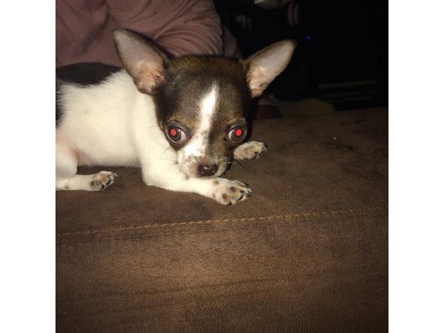 Photo Chihuahua blanc et choco poils court image 6/6