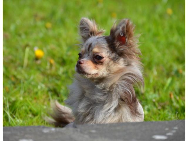 Photo Chihuahua mâle couleur lavande claire/bringée image 6/6