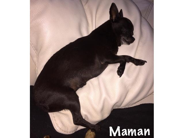 Photo Chihuahua noir poils courts (mâle) image 6/6