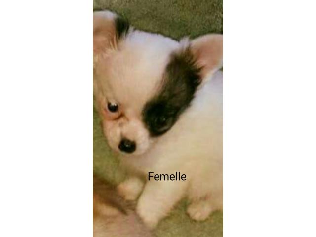 Photo Chihuahua poil long et poil court image 6/6