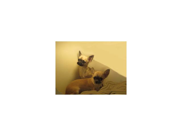 Photo Chihuahuas à poils courts image 6/6