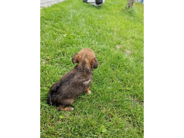 Photo Chihuahuas chiots image 6/6