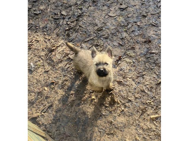 Photo Chiot Cairn Terrier image 6/6