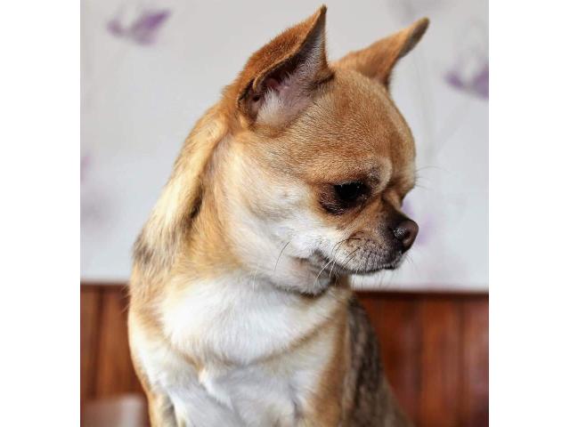 Photo Chiot Chihuahua mâles petit gabarit. image 6/6