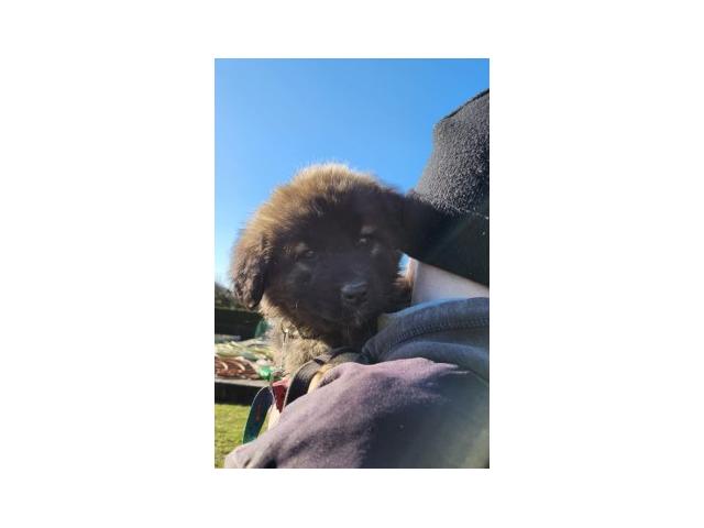 Photo CHIOT LEONBERG image 6/6