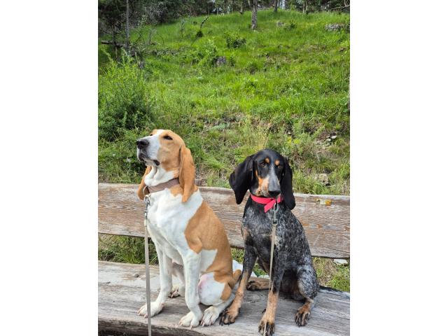 Photo Chiots à vendre image 6/6