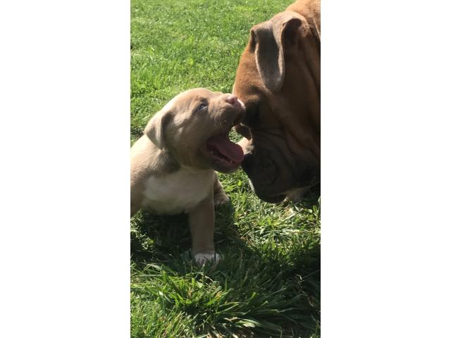 Photo Chiots American Bully image 6/6