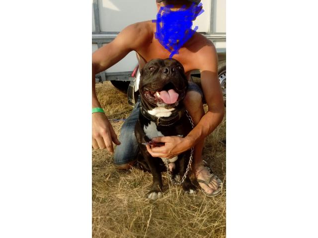 Photo Chiots American bully image 6/6