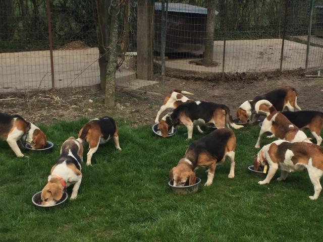 Photo chiots beagle pure race élevés en famille image 6/6