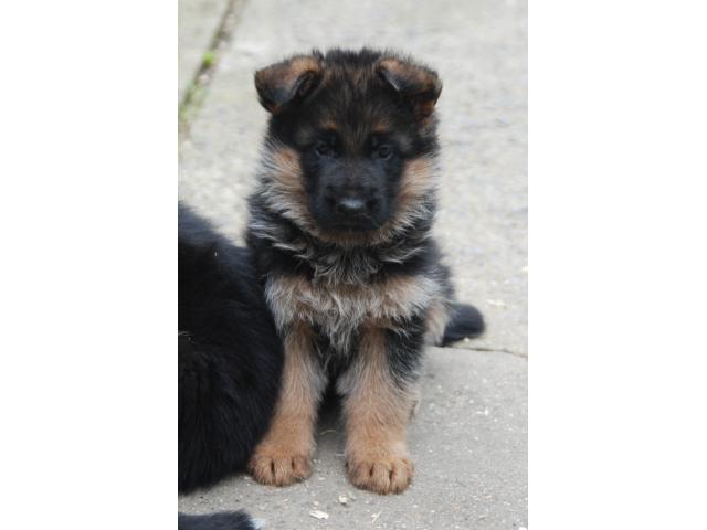 Photo Chiots berger allemand image 6/6
