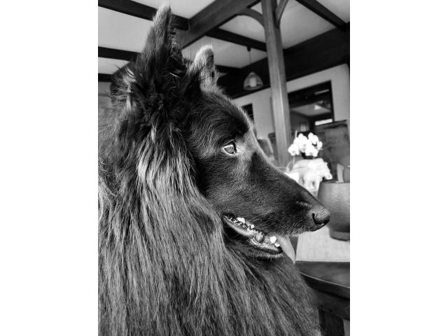 Photo Chiots berger belge groenendael image 6/6
