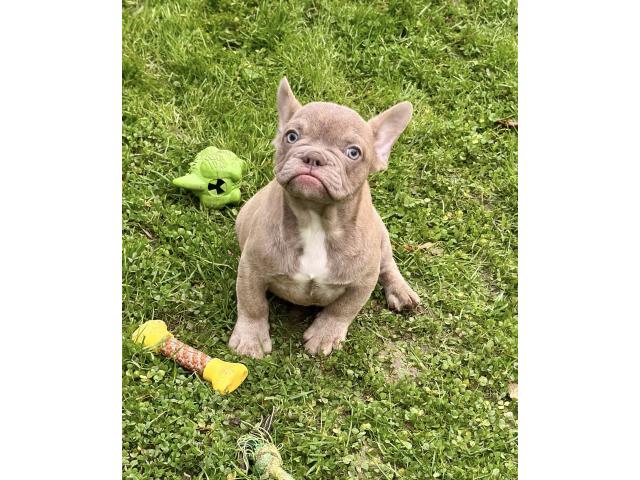 Photo Chiots Bouledogue Français image 6/6