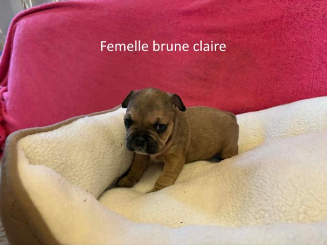 Photo Chiots bouledogues français image 6/6