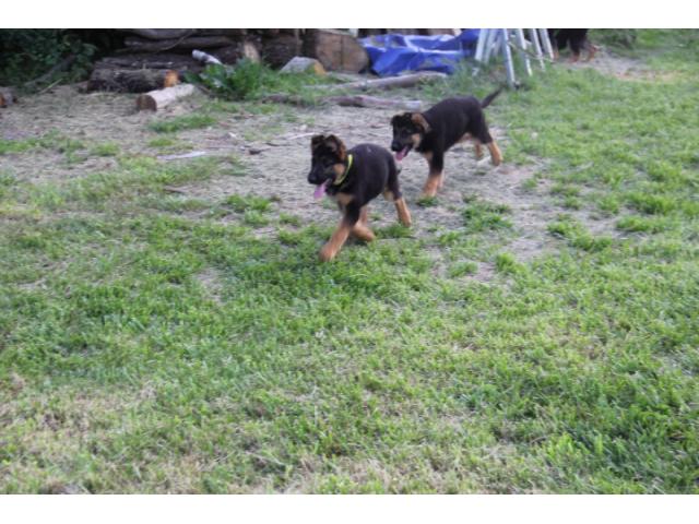Photo chiots breger allemand image 6/6
