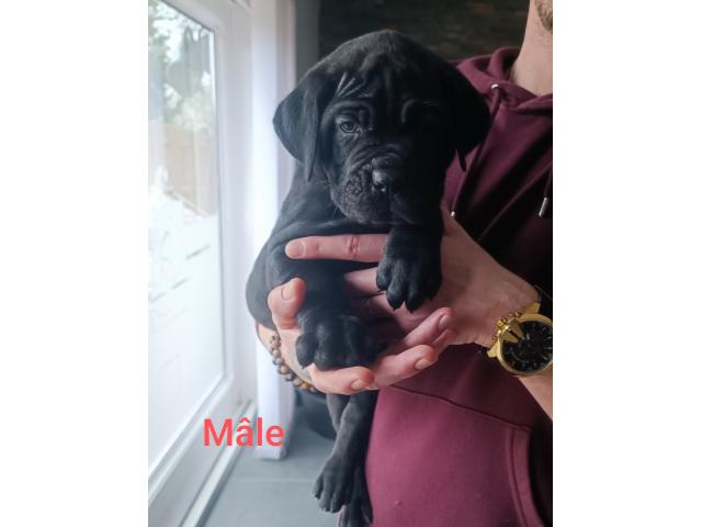 Photo Chiots Cane Corso image 6/6