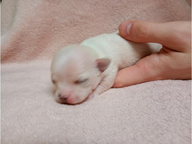 Photo Chiots chihuahua à réservé image 6/6