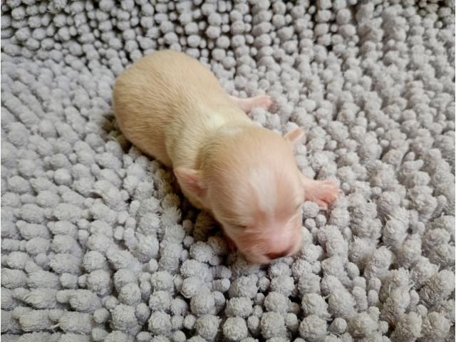 Photo Chiots chihuahua poils longs image 6/6