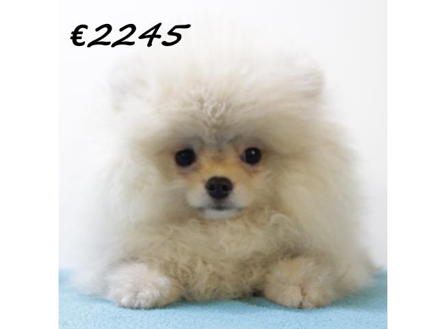 Photo Chiots Poméranien à vendre image 6/6