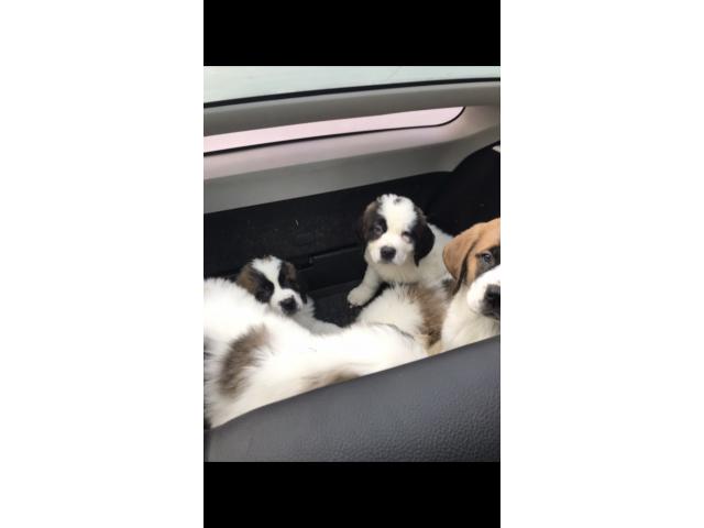 Photo chiots st bernard image 6/6