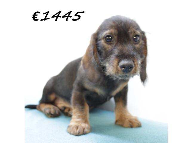 Photo Chiots teckel à poil dur à vendre image 6/6