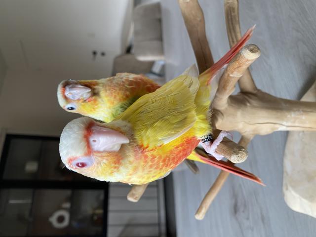 Photo CONURE PYRRHURA APPRIVOISÉ EAM image 6/6